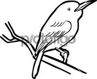 Broad billed TodyFreehand Image